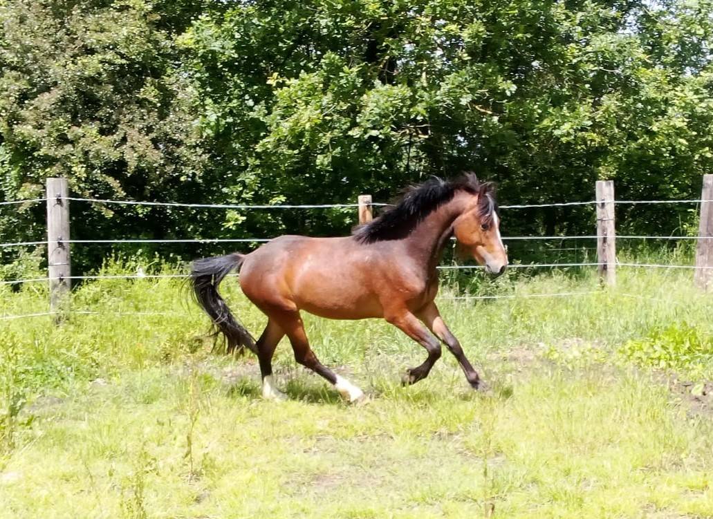 M&acirc;le 2ans Wpb sport 1m31