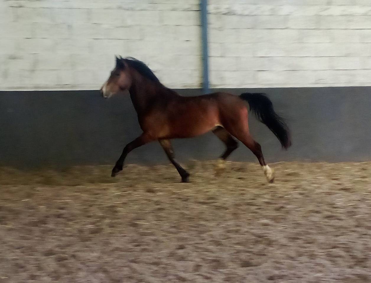 M&acirc;le 2ans Wpb sport 1m31