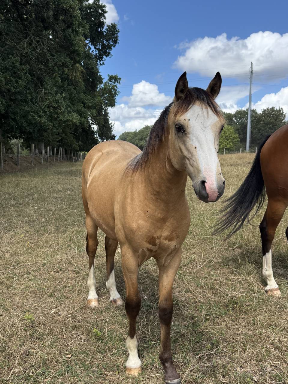 Poney Fran&ccedil;ais de Selle - 1 an