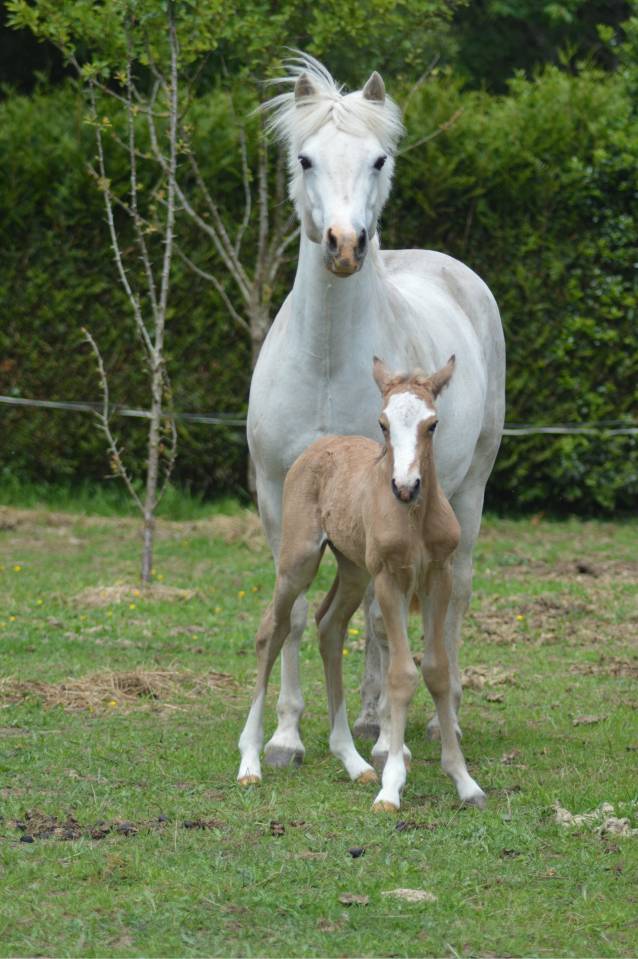 Poney Fran&ccedil;ais de Selle - 1 an
