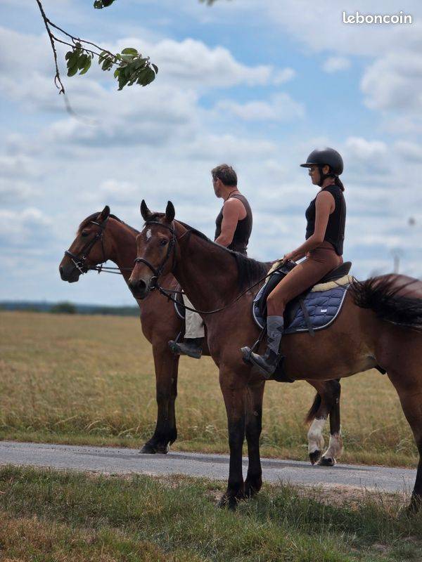 Cheval polyvalent et de loisirs
