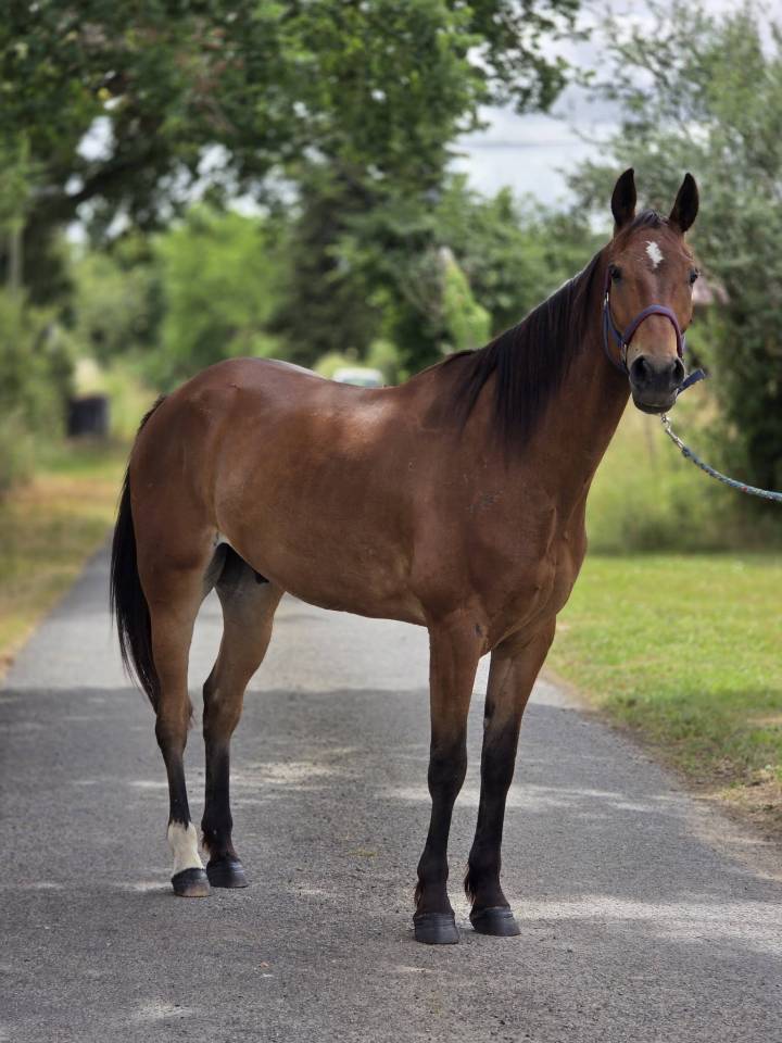 Cheval polyvalent et de loisirs