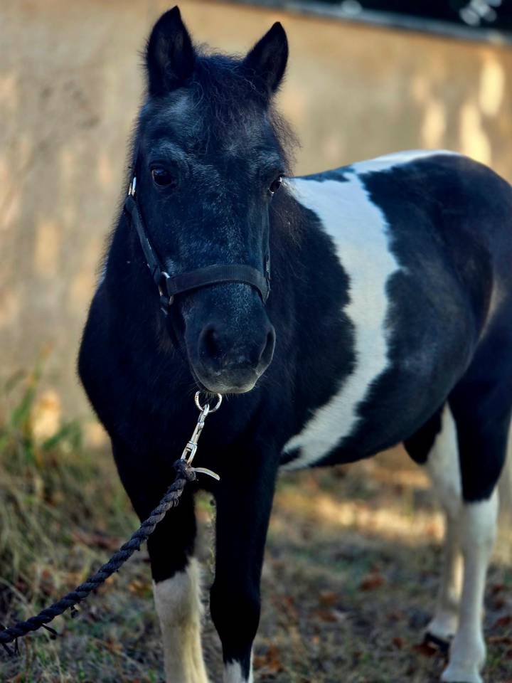 Ponette de confiance et d'exp&eacute;rience 