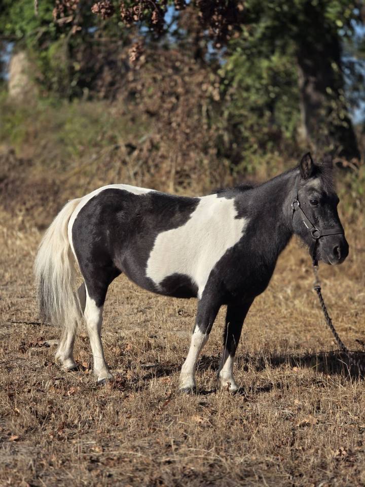 Ponette de confiance et d'exp&eacute;rience 