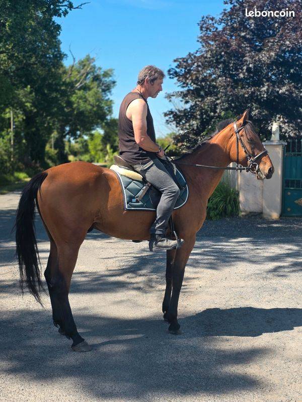 Cheval CSO Balade
