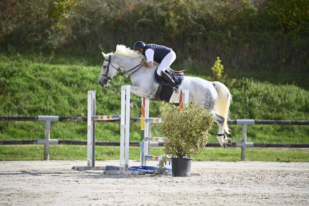 Jument de sport CSO