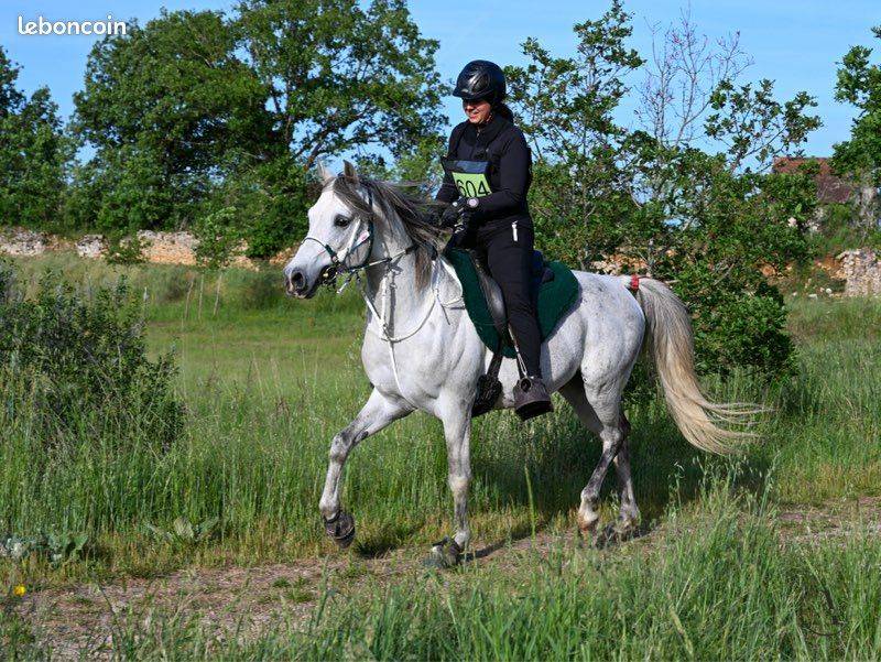 Etalon Pur-sang-arabe