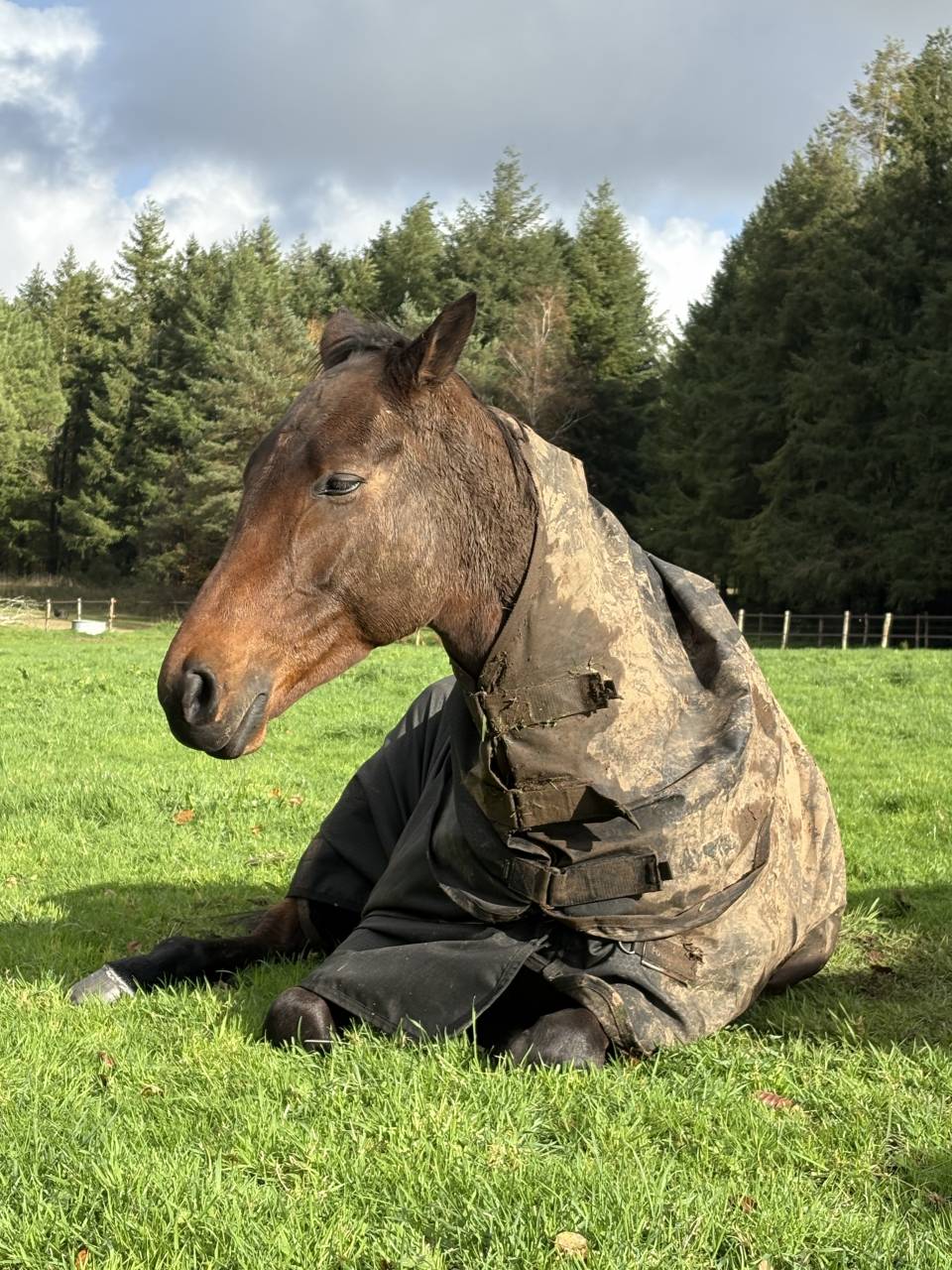 Cheval de loisir sportif
