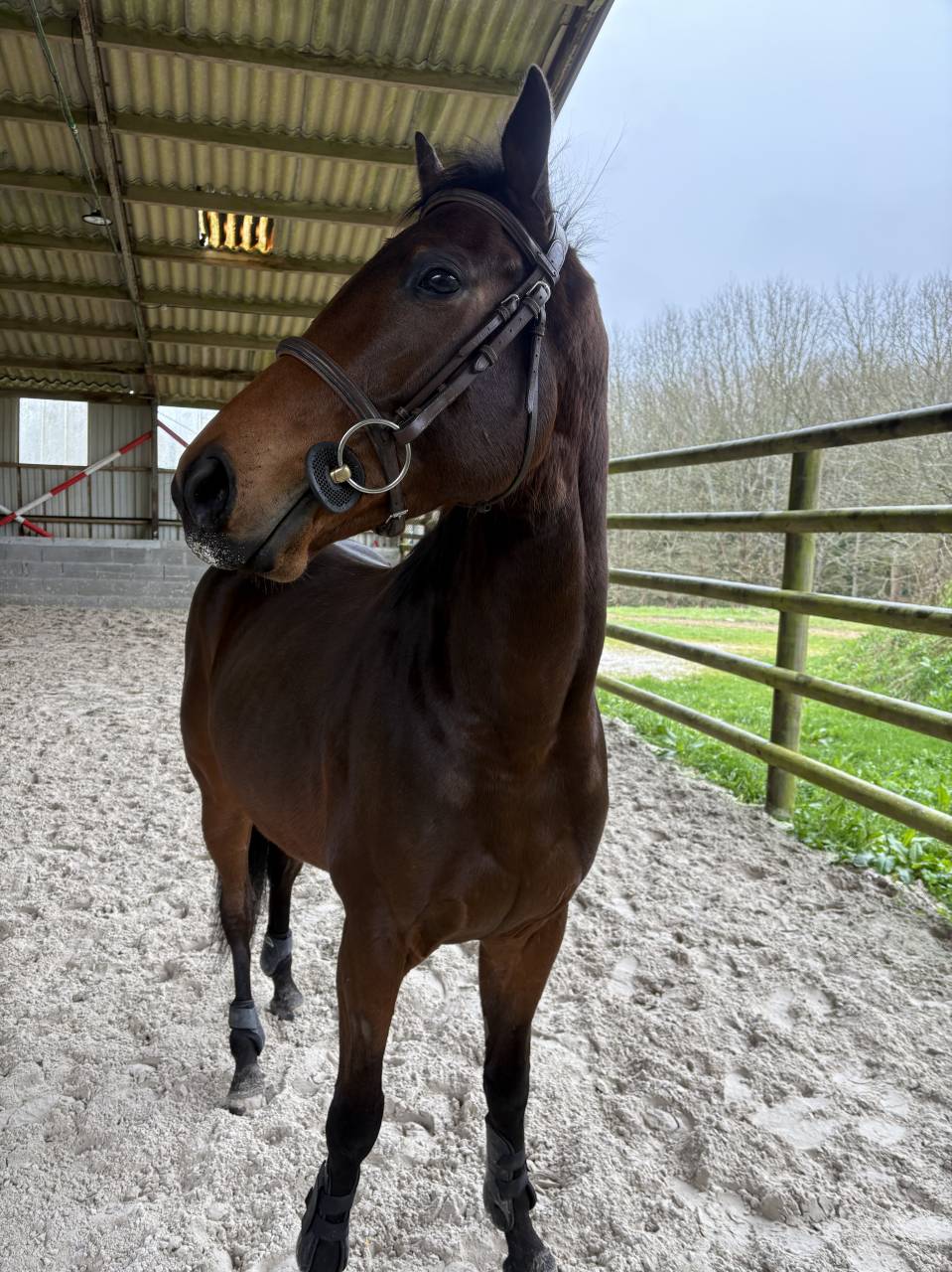 Cheval de loisir sportif