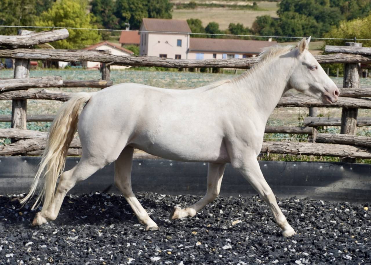 Connemara PP