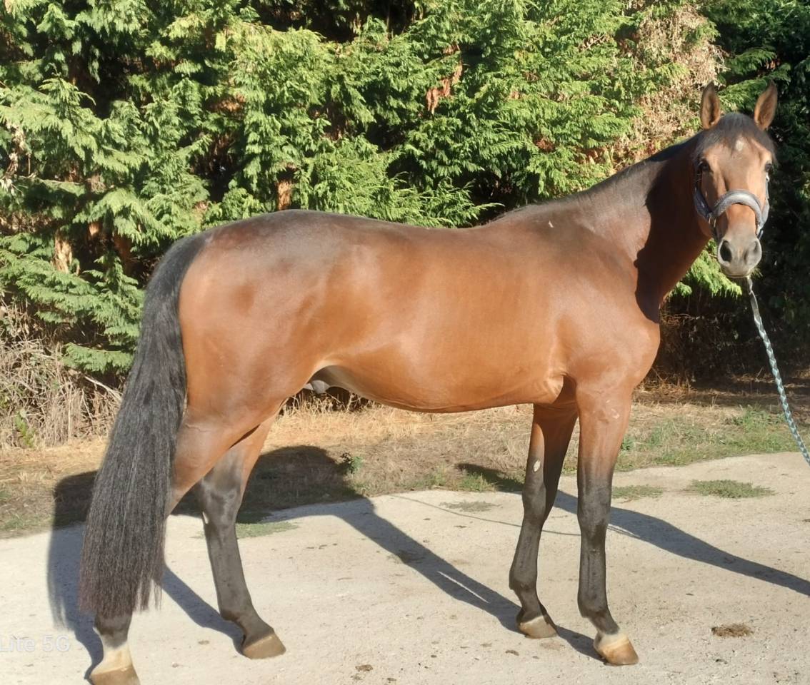 Newton Minotiere m&acirc;le de 3 ans 