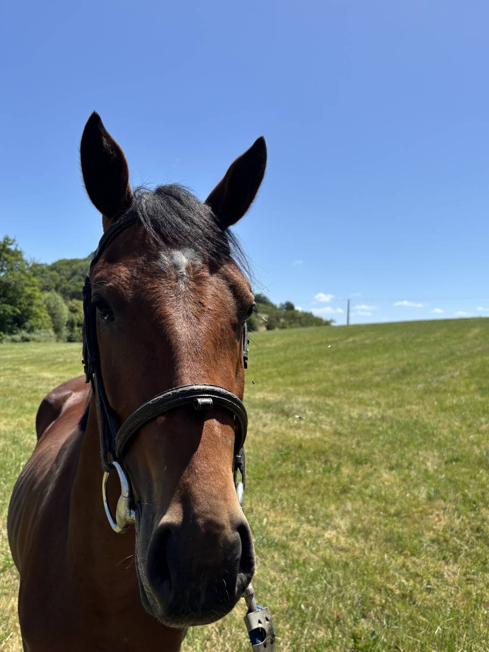 Vente d&rsquo;une ponette 3 ans