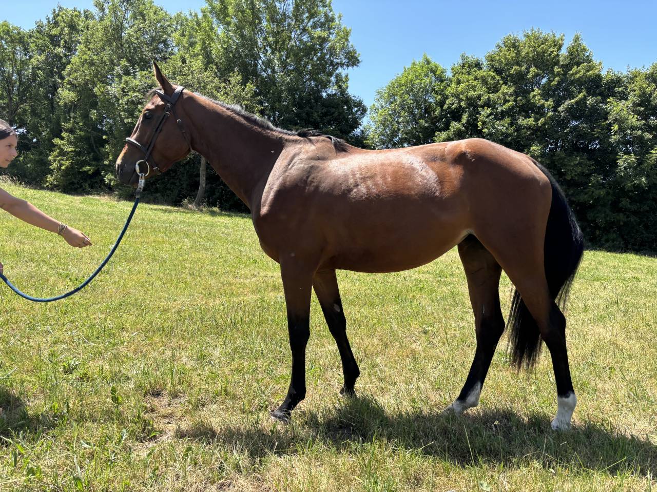Vente d&rsquo;une ponette 3 ans