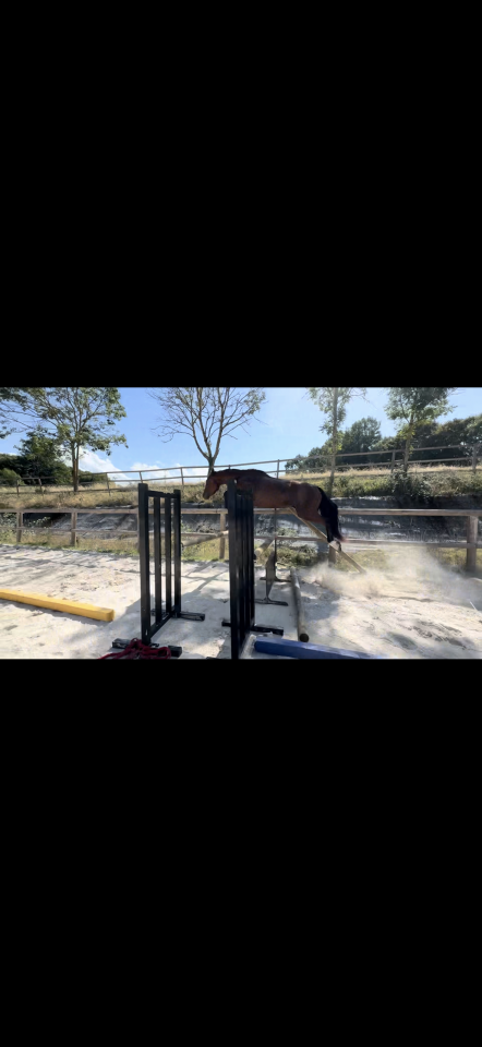 Vente d&rsquo;une ponette 3 ans