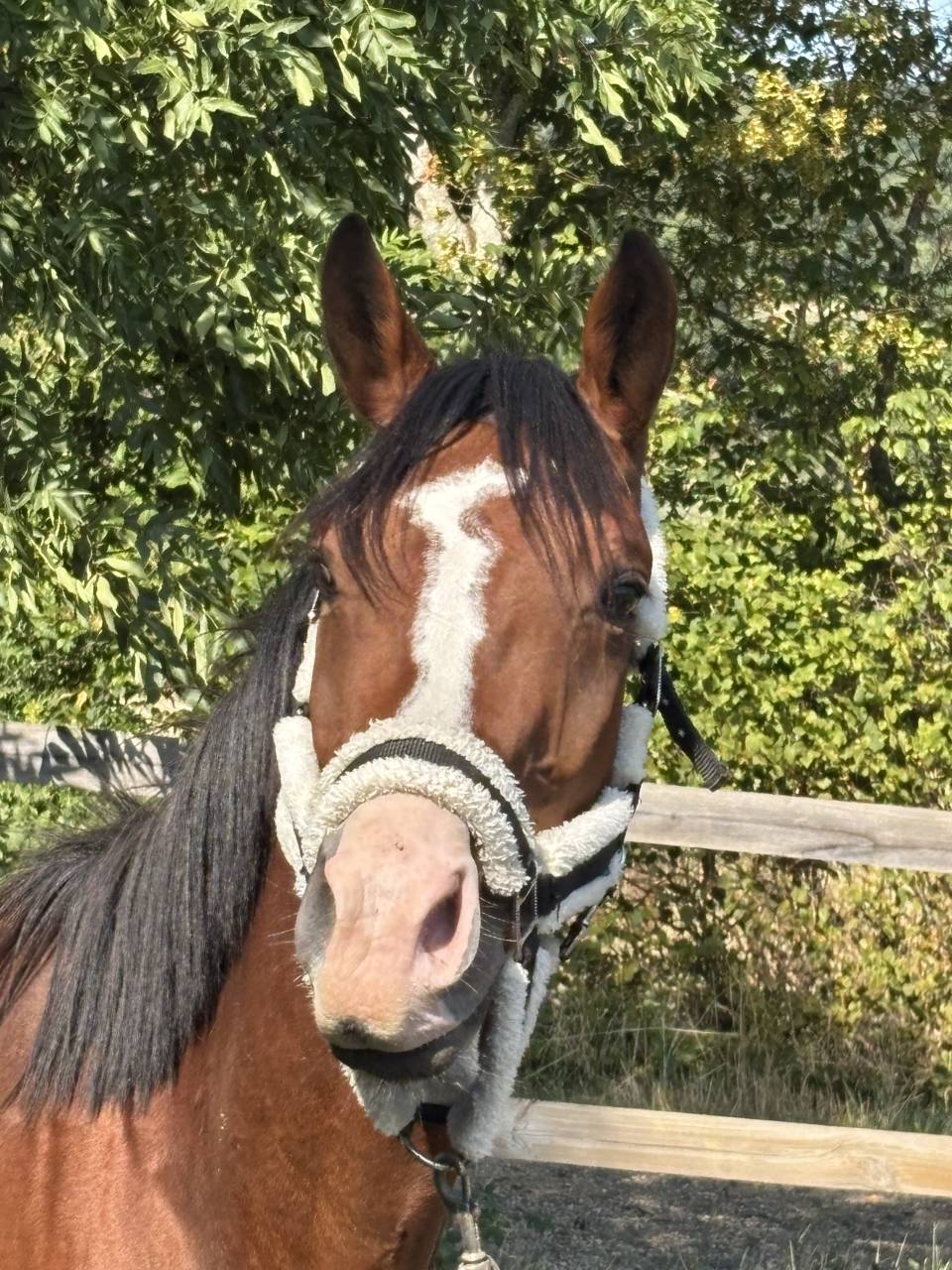 Cheval &agrave; vendre 