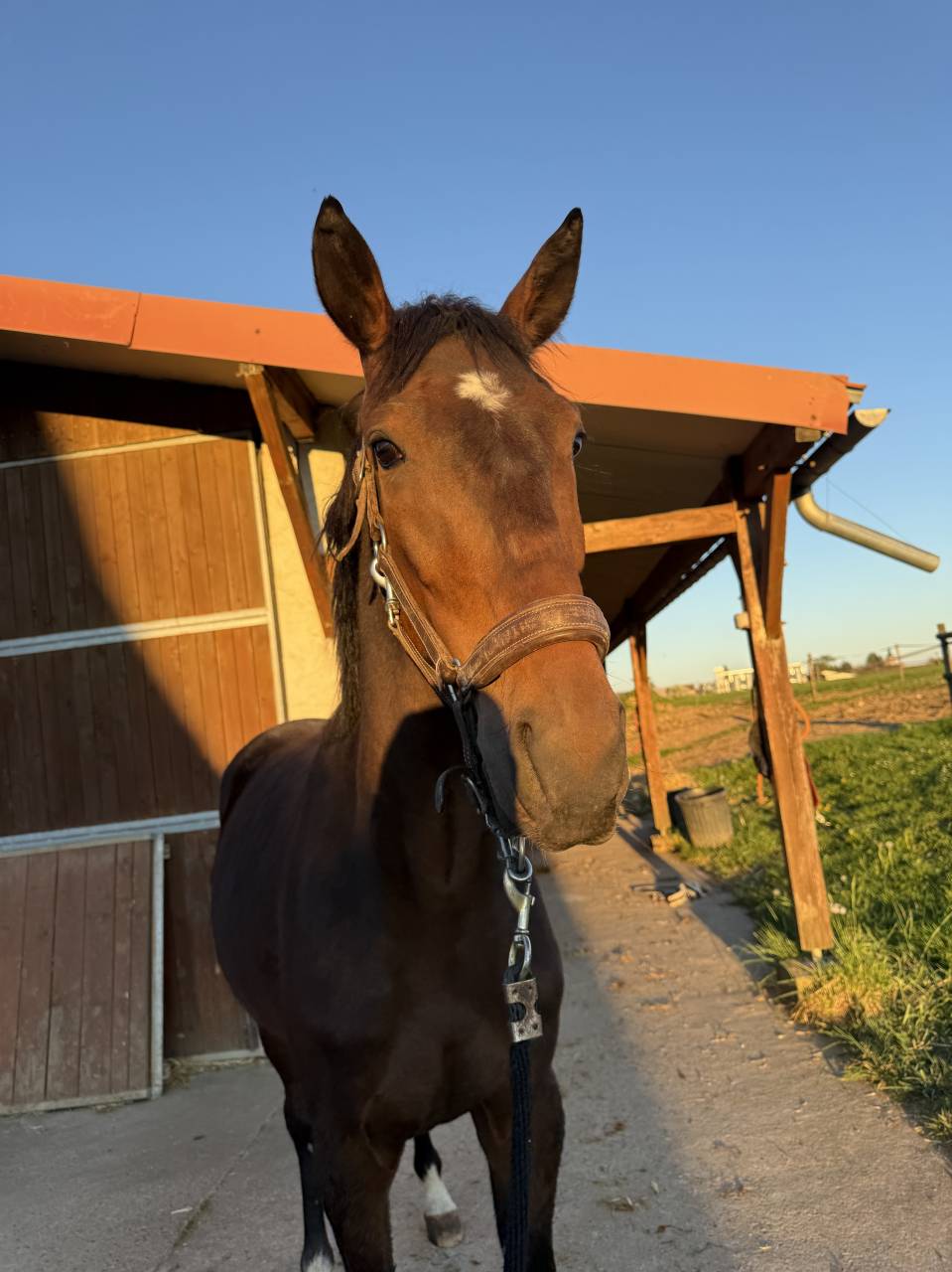 Cheval