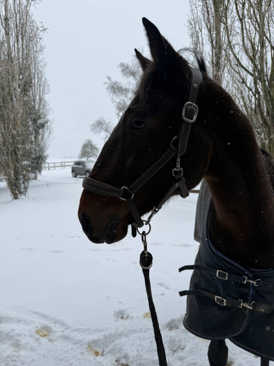 Cheval