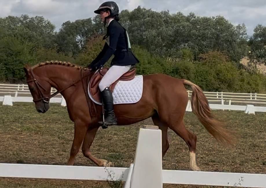 Ponette D de sport polyvalente 5 ans 1m44