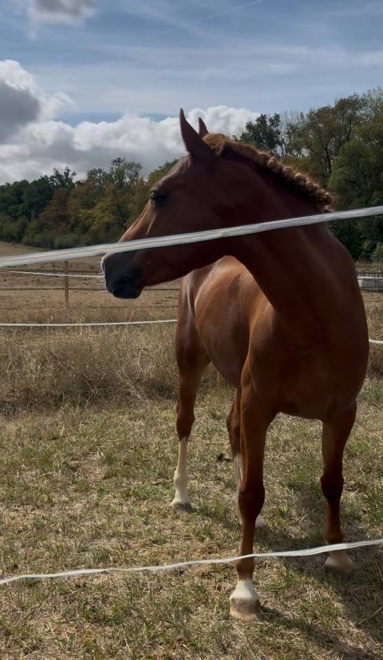 Ponette D de sport polyvalente 5 ans 1m44