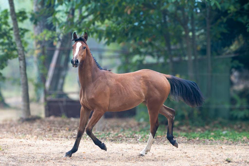 Pouliche selle fran&ccedil;ais par Contre Bellini x Canturo 