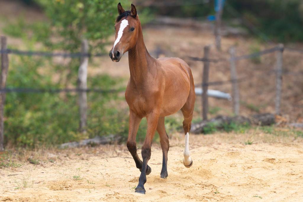 Pouliche selle fran&ccedil;ais par Contre Bellini x Canturo 