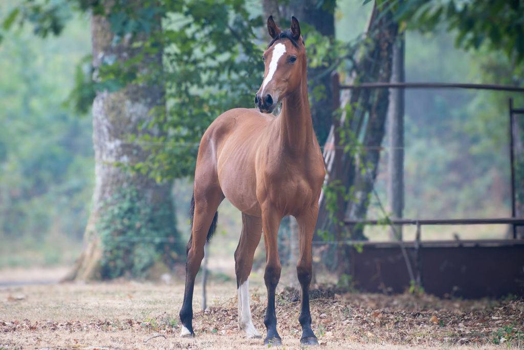 Pouliche selle fran&ccedil;ais par Contre Bellini x Canturo 