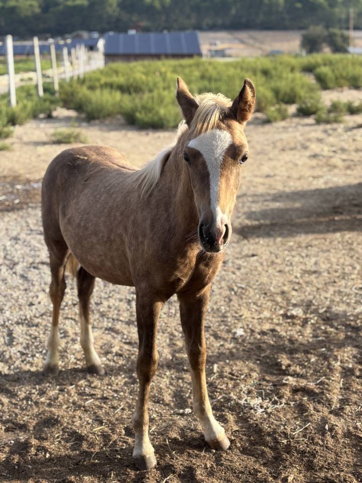 Magnifique pouliche welsh part-bred 