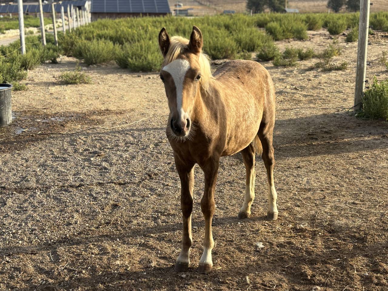 Magnifique pouliche welsh part-bred 