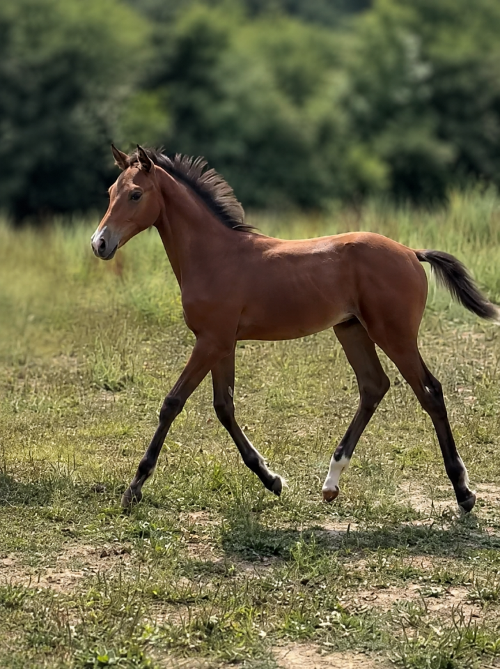 Foal bai male par Clarimo
