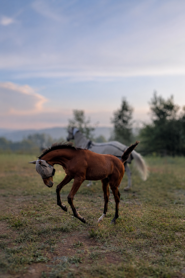 Foal bai male par Clarimo