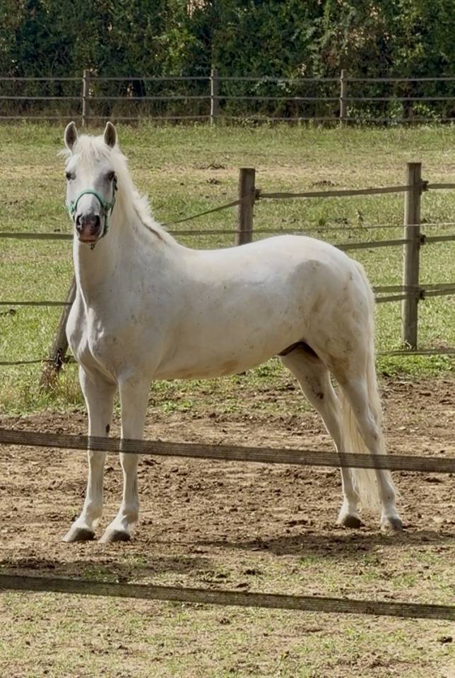Poney CSO/CCE