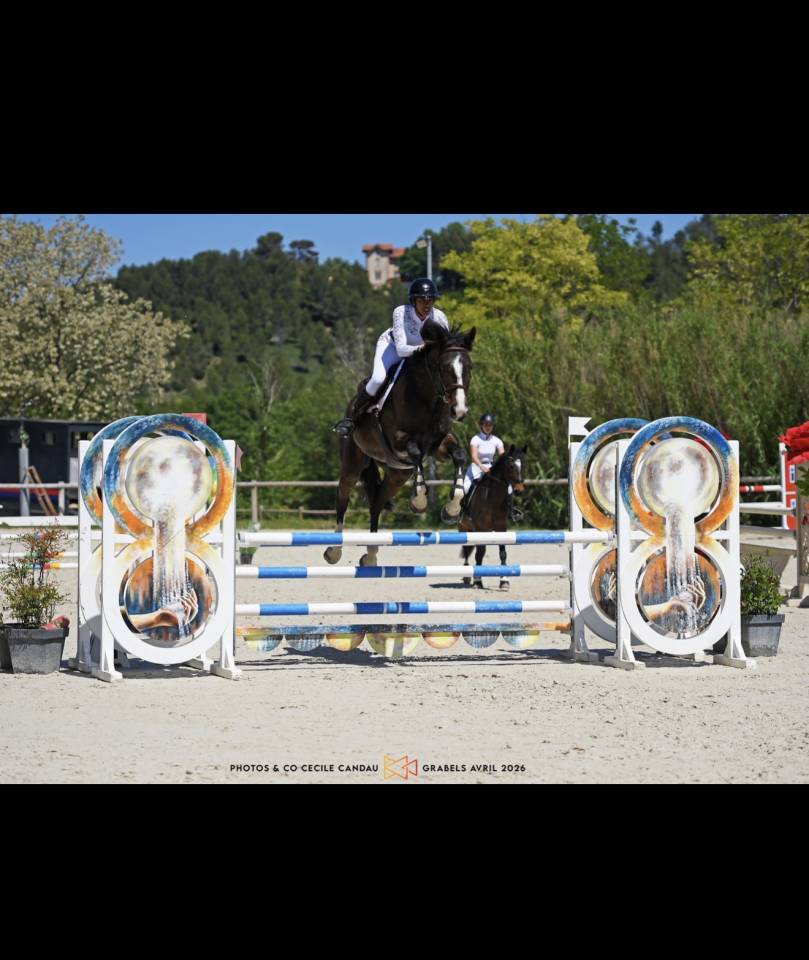Cheval hongre selle fran&ccedil;ais 