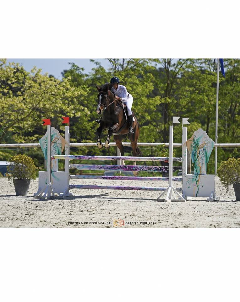 Cheval hongre selle fran&ccedil;ais 