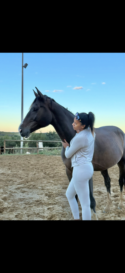 Cheval hongre selle fran&ccedil;ais 