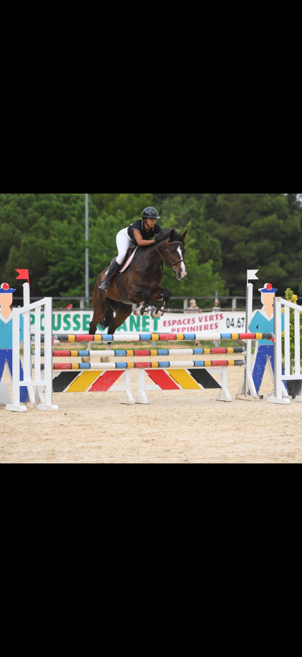 Cheval hongre selle fran&ccedil;ais 