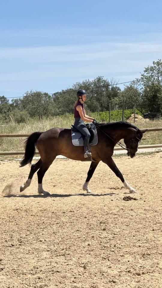 Cheval hongre selle fran&ccedil;ais 