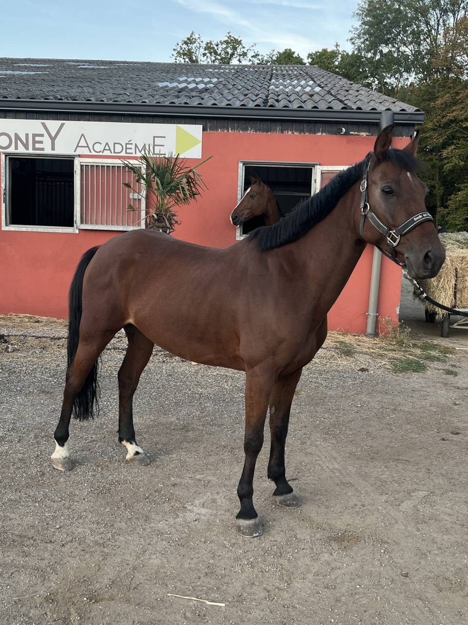 Jokker &ndash; Connemara  PP &ndash; 2019 &ndash;  1,47 m