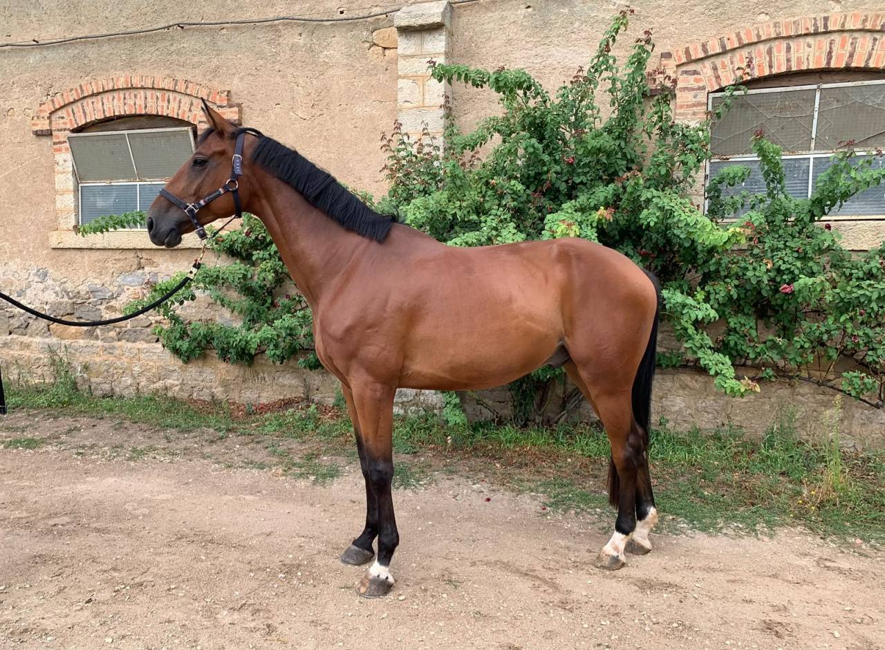 Hongre 5 ans orient&eacute; CSO/CCE id&eacute;al amateur 