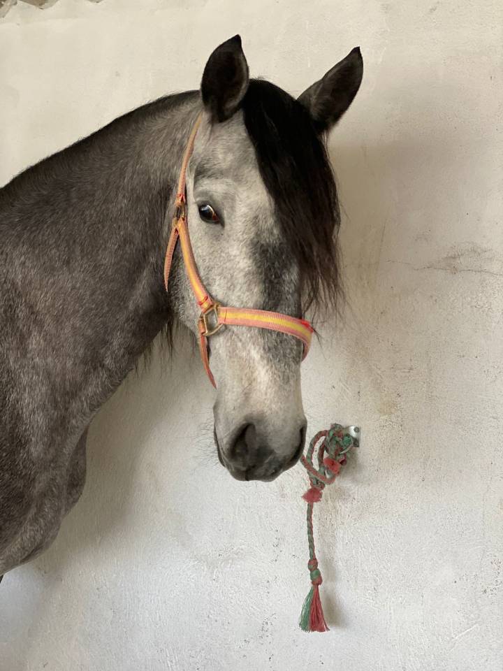 Pur sang Lusitanien 8 ans