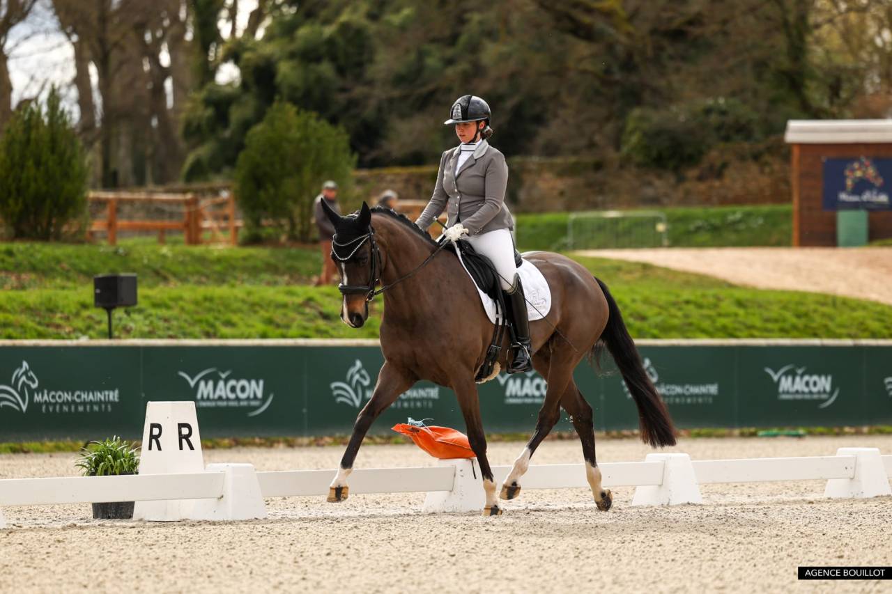 Jument hanovrienne Dressage 5 ans - DamschinoXStedinger