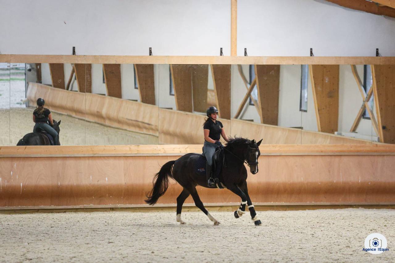 Jument hanovrienne Dressage 5 ans - DamschinoXStedinger