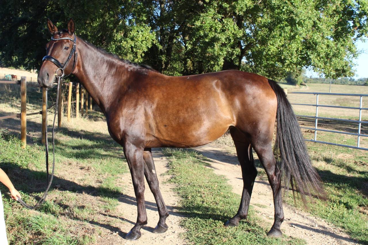 Jument - Westfalien - 7 ans - Fidelius X Santa Cruz