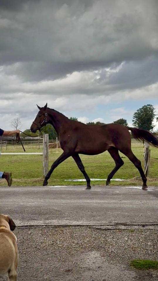 Jeune m&acirc;le Trakehner par Helium