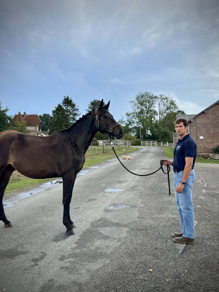Jeune m&acirc;le Trakehner par Helium
