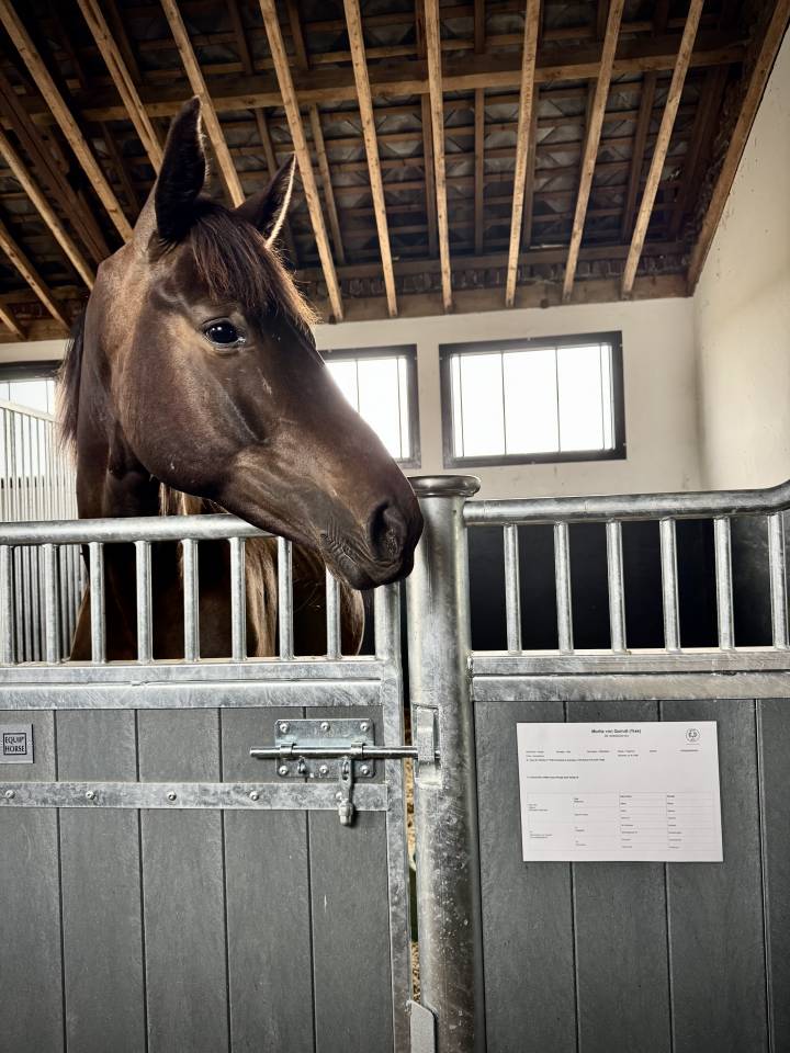 Jeune m&acirc;le Trakehner par Helium