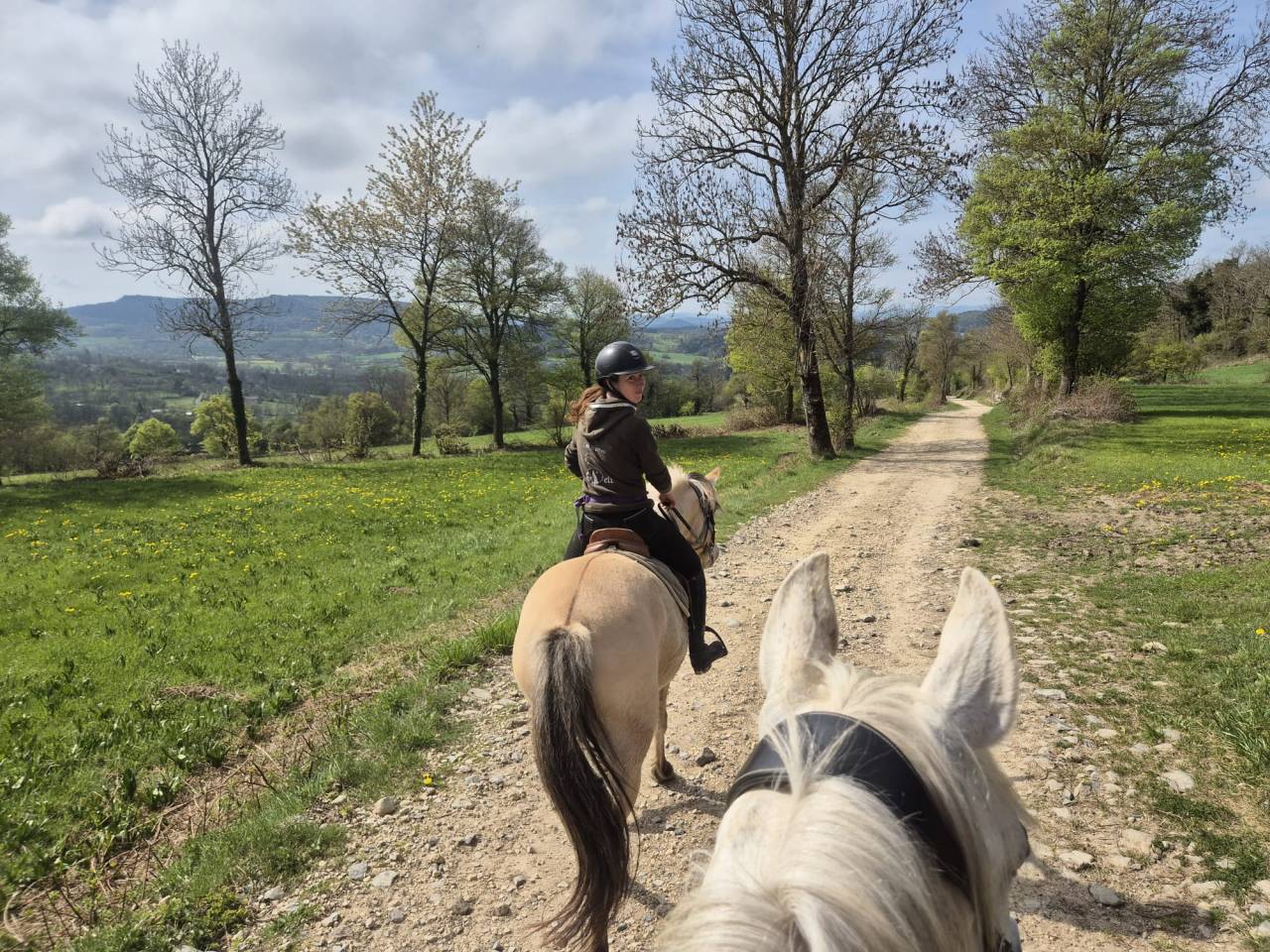 superbe jument fjord PP de 7 ans