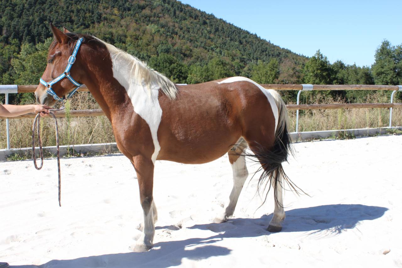 MAGNIFIQUE PONEY D PIE BAI
