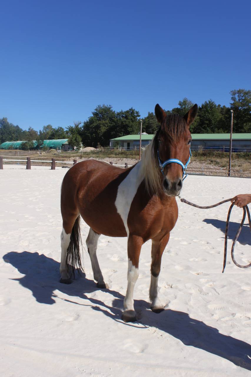 MAGNIFIQUE PONEY D PIE BAI