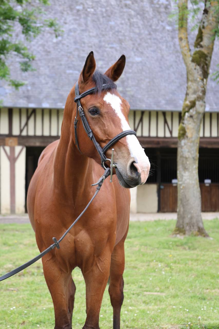 HAELY VD SNEPPE