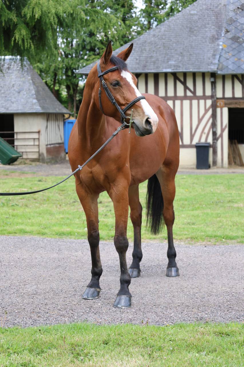 HAELY VD SNEPPE